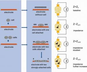 獨特的實時無標記細胞分析技術（Real Time Cellular Analysis）